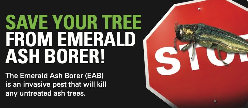 Emerald Ash Borer